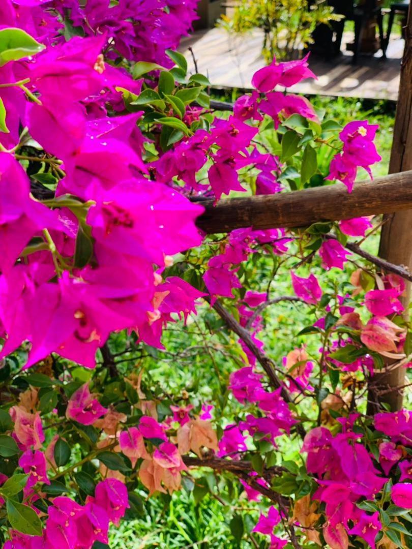 Jungle Breeze Home Stay كاسان المظهر الخارجي الصورة